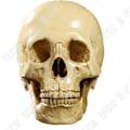 Miniatyrbillede 1 af 4: TD® Replika af menneskekranie, helt realistisk, anatomisk undervisning - Horroraften Halloween, nøjagtig farve i harpiks