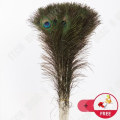 Miniatyrbild 3 av 4: TD® 50 delar 80-90cm Äkta naturliga påfågelfjädrar Heminredning Bröllop mm.