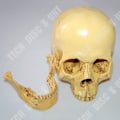 Miniatyrbillede 4 af 4: TD® Replika af menneskekranie, helt realistisk, anatomisk undervisning - Horroraften Halloween, nøjagtig farve i harpiks