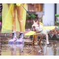 Miniatyrbillede 2 af 4: CONFO® regntøj til lille hund, vandtæt, vindtæt, beskyttelsesdragt til kæledyr, diskfrakke, beskyttelse.