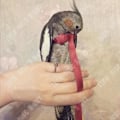Miniatyrbillede 2 af 4: TD® Parrot udgivelse hundesnor anti-bid rep snor grå papegøje ara flyvende snor-XL