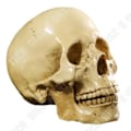 Miniatyrbillede 3 af 4: TD® Replika af menneskekranie, helt realistisk, anatomisk undervisning - Horroraften Halloween, nøjagtig farve i harpiks