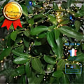 Miniatyrbillede 1 af 4: TD® Sæt af 3 Lyskæder LED 5m 50 LEDs, Varm Hvid, til Værelse, Jul, Bryllup, Fest, Hus, Have.