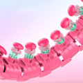 Pikkukuva 3 / 4: TD® Älykäs, irrotettava, laihdutus, vatsan, painonpudotusväline, hoikka vyötärö, kaunis vyötärö -pinkki