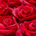 Miniatyrbillede 4 af 4: TD® 12 Bevarede Blomster Gave Kram Spand Rosa Æske Håndlavet Dekoration Gave Valentinsdag Let at Bevare