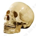 Miniatyrbillede 2 af 4: TD® Replika af menneskekranie, helt realistisk, anatomisk undervisning - Horroraften Halloween, nøjagtig farve i harpiks