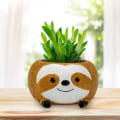 Pikkukuva 3 / 4: Succulenttikasvi - TD® - Laiskan ilme - 10x10.5x6cm - Synteettinen hartsimateriaali - Toimistokoriste
