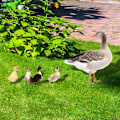 Miniatyrbillede 5 af 5: ##/3D Akryl Andeforet Plade til##/