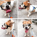 Miniatyrbilde 5 av 5: Hundebriller Solbriller for Små og Mellomstore Hunder eller Katter Vanntette Lig