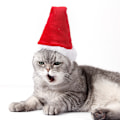 Miniatyrbild 4 av 6: ##/L, Julhatt för husdjur i rött##/