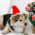 Miniatyrbild 1 av 6: ##/L, Julhatt för husdjur i rött##/