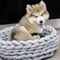 Miniatyrbild 1 av 4: Handgjord Korg för Husdjur Hund Katt Tjock Bomullsflätad Rep Mjuk C