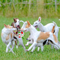 Miniatyrbild 4 av 5: Hundleksaker, Hundleksaker, Hundbollar, LZHDZQD Hundfotboll för 2022 Foo