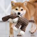 Pikkukuva 4 / 5: Plush-lelu ja kangas koiralle - Powder