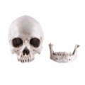Miniatyrbild 1 av 5: Modell 1: 1 Resin Människoskalle Anatomisk Undervisning, Dekorationsskalle