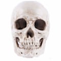 Pikkukuva 2 / 5: Malli 1: 1 Hartsi Ihmisen Kallo Anatomian Opetus, Koriste Kallo