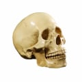 Pikkukuva 2 / 5: Malli 1: 1 Hartsi Ihmisen Kallo Anatomian Opetus, Koriste Kallo