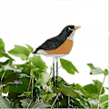 Miniatyrbillede 3 af 5: Jordfugtighedsmåler Vandingsalarm Fugl Plante Vandtester Hygrometer Sensor Haveredskabssæt til Plantekasse Vand Påmindelse Advarsel (Gul)
