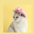 Miniatyrbilde 5 av 5: ##/Søt katt og hund beret med ullkirsebærdekorasjon for liten katt og valp##/
