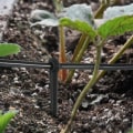 Miniatyrbillede 4 af 5: 100 stk. Faste Drop Stem Stakesæt til Blomsterbede Urter Have