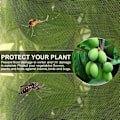 Miniatyrbild 3 av 5: Fruktträdnät (1,2 x 1,8 m/0,8 mm Maskstorlek), Insektskydd