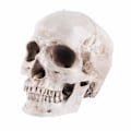Pikkukuva 4 / 5: Malli 1: 1 Hartsi Ihmisen Kallo Anatomian Opetus, Koriste Kallo