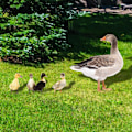 Miniatyrbillede 1 af 5: ##/3D Akryl Andeforet Plade til##/