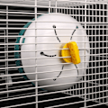Miniatyrbillede 3 af 6: ##/Hamster Løbehjul i Plastik - Stille Løbehjul Legetøj til Små Dyr Blå##/