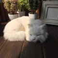 Miniatyrbillede 2 af 3: Realsitisk Kat Sove, Blød Kat Legetøj, Falsk Plys Legetøj, Falsk