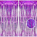 Pikkukuva 1 / 5: /#/(2Pack, 1x2.5m)Pink Foil Fringe Curtain Backdrop, Sparkle Tinsel/#/