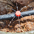 Miniatyrbillede 5 af 5: 100 stk. Dryp-vanding Drypper, Haveemitter Sprinklerdyse