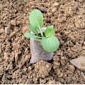 Miniatyrbillede 5 af 5: 500 stk. 8x10cm Versailles Biologisk Nedbrydelige Planteposer til Frøplanter Ikke-vævet