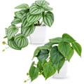 Miniatyrbillede 1 af 6: ##/Briful Sæt af 2 Små Kunstige Planter i Keramikpotte Falske Planter##/