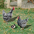 Miniatyrbillede 3 af 5: ##/3D Akryl Tetra Lyre til Terrassegulv##/