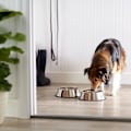 Miniatyrbillede 1 af 5: Hundemadsskål i Rustfrit Stål (11 x 3 Tommer)