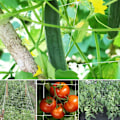 Miniatyrbilde 4 av 5: (1.67m x 5m) Netting for Climbing Plants, Large Mesh Support Nett