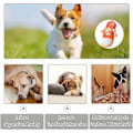 Miniatyrbild 4 av 5: Hundtugg Leksak (Skor) - Orange - Interaktiv Hundleksak - Pipande Hund