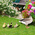 Miniatyrbillede 4 af 5: ##/3D Akryl Andeforet Plade til##/