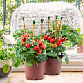 Miniatyrbilde 5 av 5: ##/36 Bambus- og Rattanhetter for Hage, Gård og Hjem, Plante Støtte##/