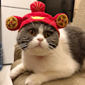 Miniatyrbild 2 av 4: Jultomtekostym för katt med flätad hatt Djurkostym för katt