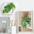 Miniatyrbillede 6 af 6: ##/Briful Sæt af 2 Små Kunstige Planter i Keramikpotte Falske Planter##/
