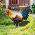 Miniatyrbillede 2 af 6: ##/2 Haner Dekorative Akryl Dyr Have Ornament##/