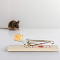 Miniatyrbild 1 av 5: Musfälla i set om 12, klassiska fällor, återanvändbara, giftfria, mo