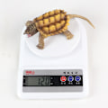 Miniatyrbild 2 av 4: Alligator snapping turtle dockleksaksset modell barnrum födelsedagspresent