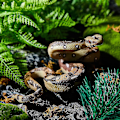 Miniatyrbild 4 av 5: Gummisnok Realistiska Falska Ormar Leksak Stora Pythons Realistiska Falska Ormar Falsk Orm-mxbc