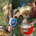 Miniatyrbillede 5 af 5: Rnitle 100 Meter Fiskesnor, Nylon Fiskesnor, Transparent Monofilament Fiskesnor ca. 0,45 mm i Diameter