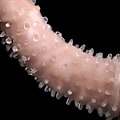 Miniatyrbilde 4 av 5: 5 stk. gjennomsiktige kondomer med gjenger og hammerhode for menn, voksenlås, tynn ring, krystallkondomer (16,5 cm)