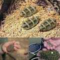 Miniatyrbild 5 av 5: Karpfiske metod matare 4 linje metod matare med 1 snabb release