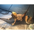 Miniatyrbild 4 av 5: 2 st skäggagam hammock set 2 reptil hammock lounger för geckos ödlor leguaner ormar (svart)