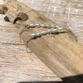 Miniatyrbillede 4 af 4: Håndlavet perleankelrem - Boho-strand - Justerbar